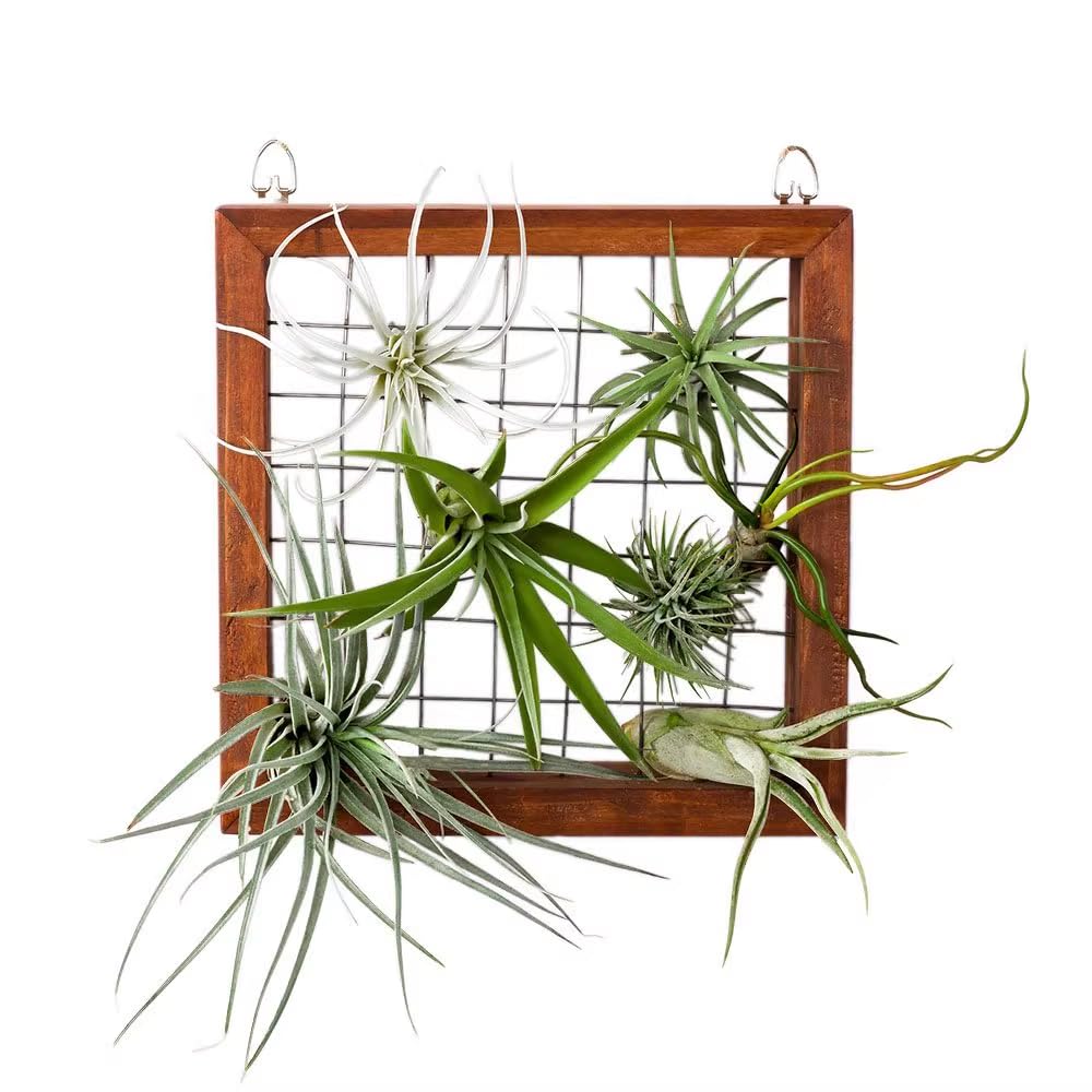 20 Tillandsia Air Plants, Live Succulents Indoor Plants, Assorted Airplants Variety for Decoration, Terrariums, and Office