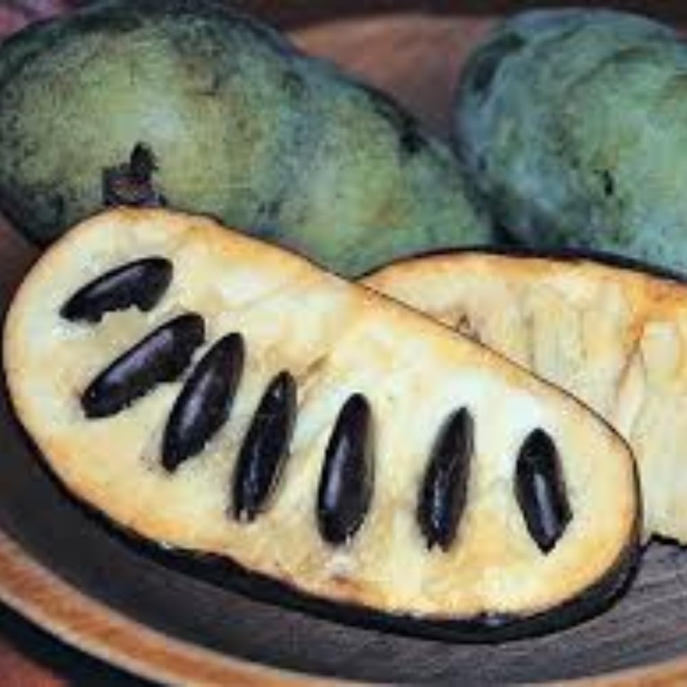 American Pawpaw Tree Live Plant, 1 Year Old Seedling Bare Root, Hardy Asimina Triloba Paw Paw Plant, 6 to 15 Inc Tall