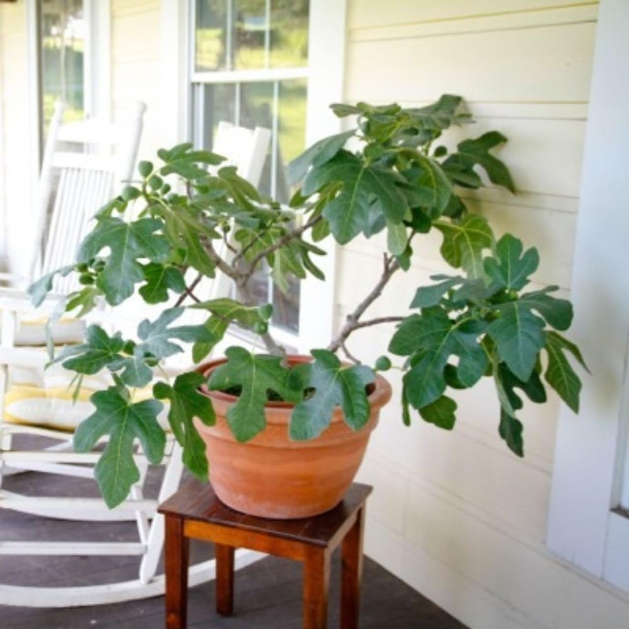 Fignomenal Fig Tree - Dwarf Fig Tree – Perfect for Containers - 4-6 Inches Tall - Self Fertile - Ficus Carica