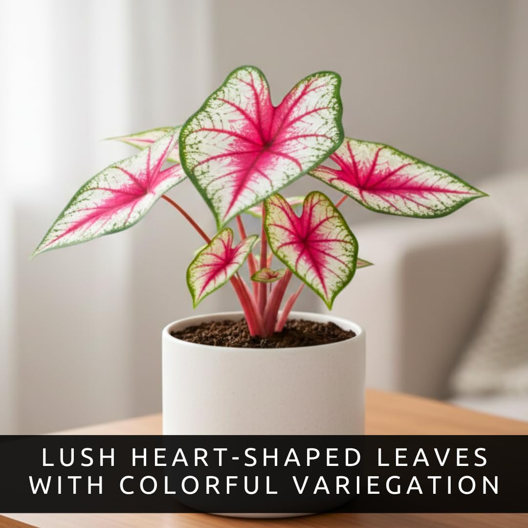 4 Chinook Caladium Bulbs for Planting – Red Pink Fancy-Leaf Caladium Shade Plants, Tropical Foliage Indoor or Outdoor Container Garden Houseplants, Easy-Grow Bulbs (4 Bulbs)