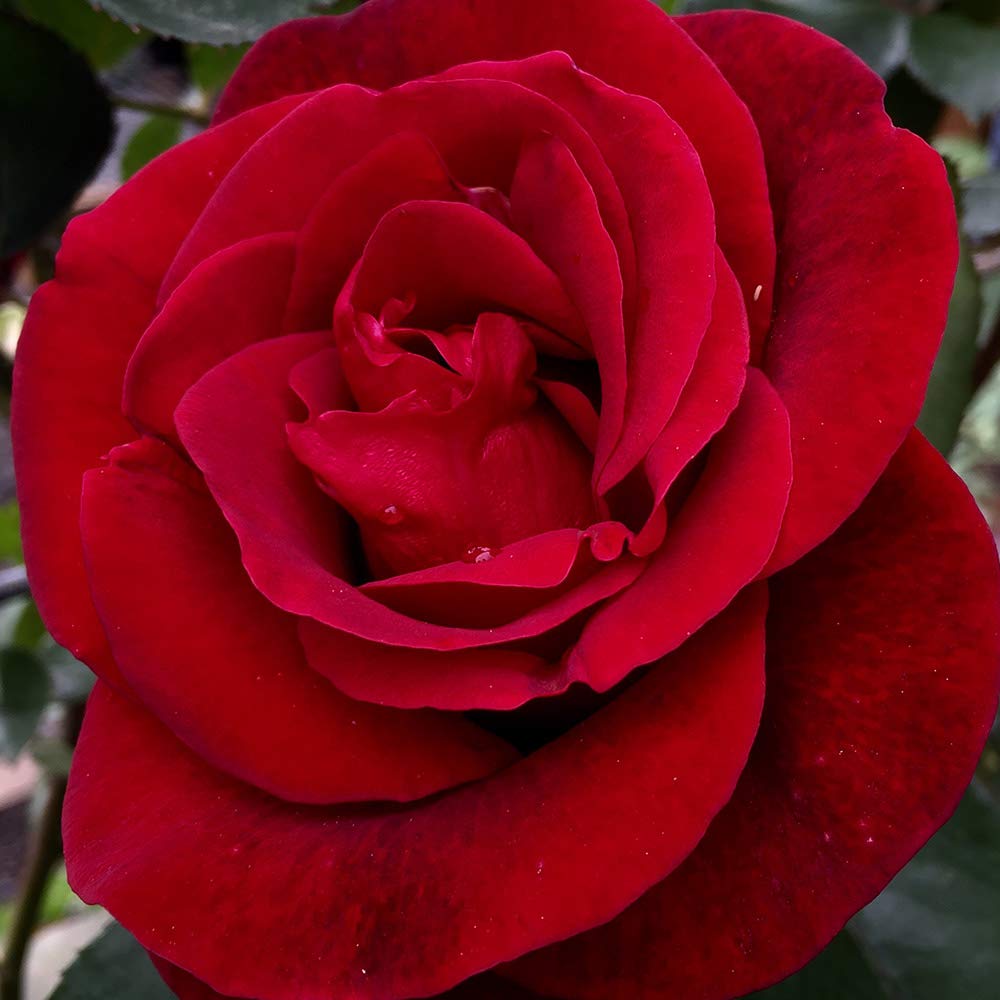 Heirloom Climbing Roses, Live Own Root Plant for Outdoor Garden, Don Juan, Very Fragrant, Hardiness Zones 5-10, Continual Blooming