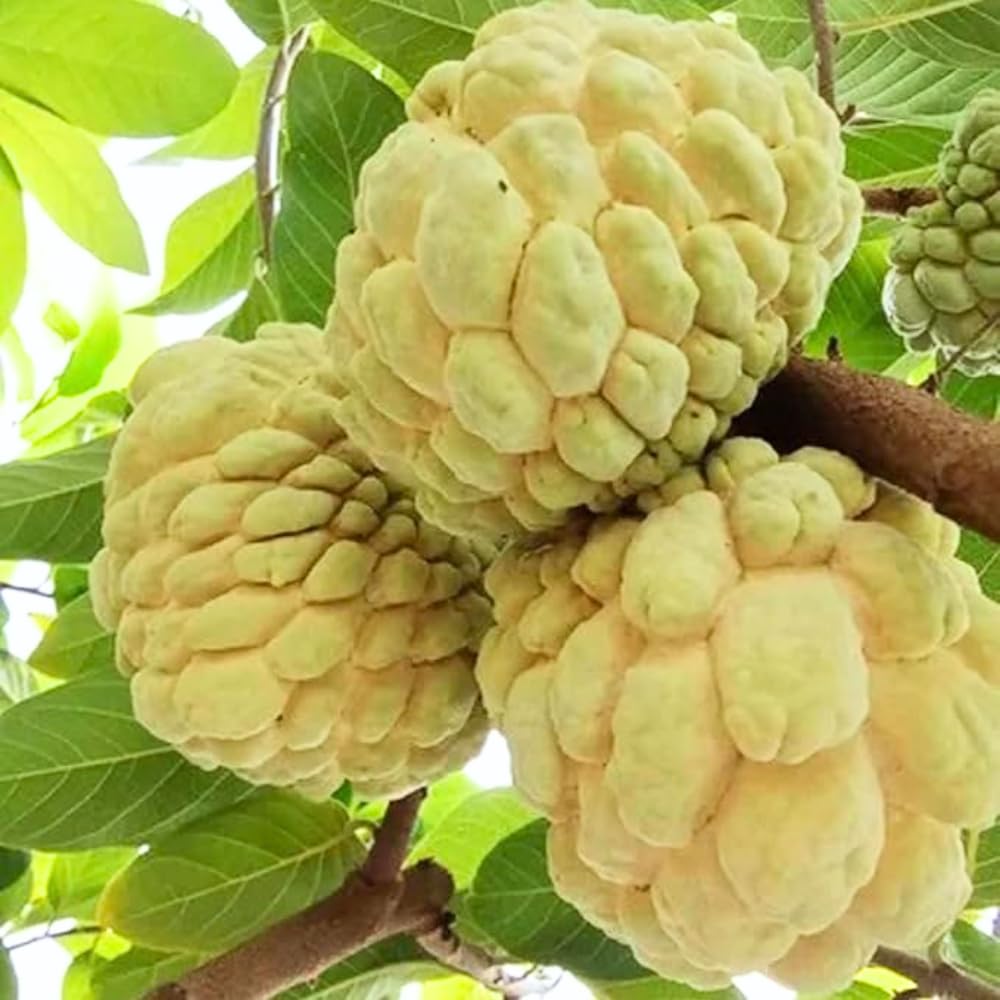 Yellow Sugar Apple Plant Live for Planting 2-3 Feet Tall, 3 Gallon Pot, Annona Squamosa Custard Sugar Apple Tree Live Plant, No Ship to CA