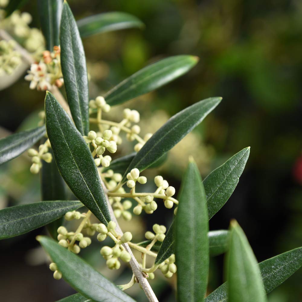 Perfect Plants Arbequina Olive Live Plant, 2-3ft, Includes Care Guide