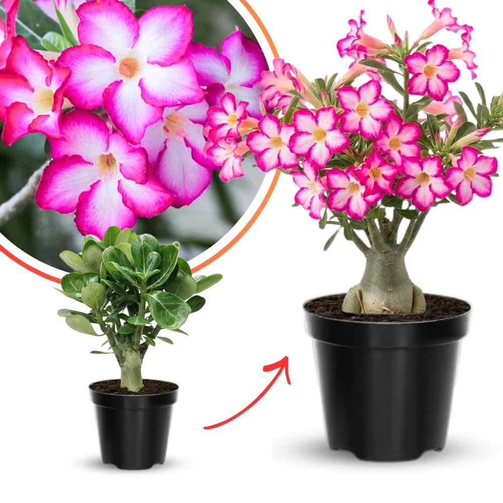 Desert Rose Plant Live, Adenium Bushes Well Rooted, Adenium Obesum Flowers Plant for Indoor Outdoor Garden, Flowering Succulent, 4-6 Inches Tall, No Pot (Pink)