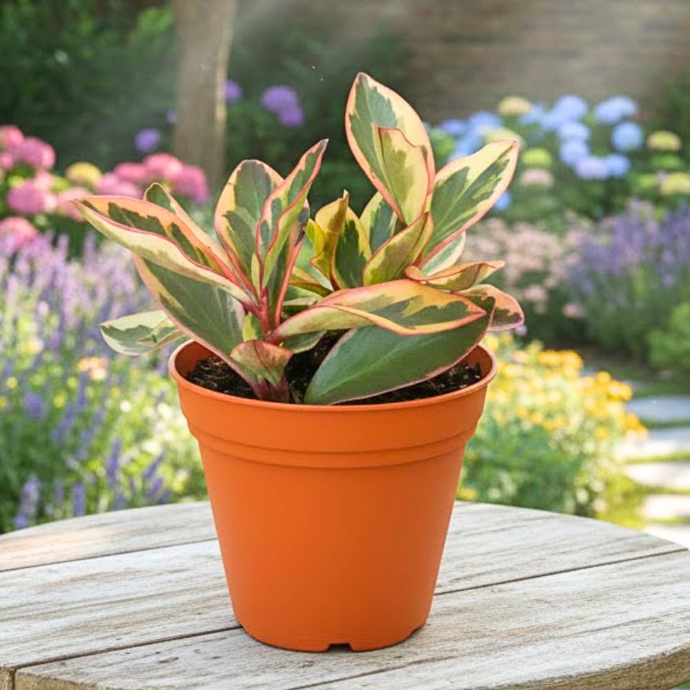 Peperomia Rainbow Plant Live, Variegated Foliage Indoor Houseplant, 4-7 Inches in Height, 3.5 Inch Pot for Planting
