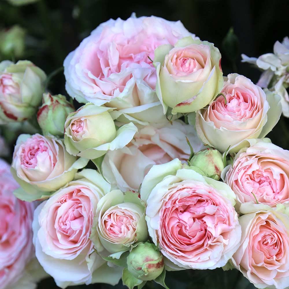 Heirloom Climbing Roses, Live Own Root Plant for Outdoor Garden, Eden Climber®, Lightly Fragrant, Hardiness Zones 5-10, Repeat Blooming