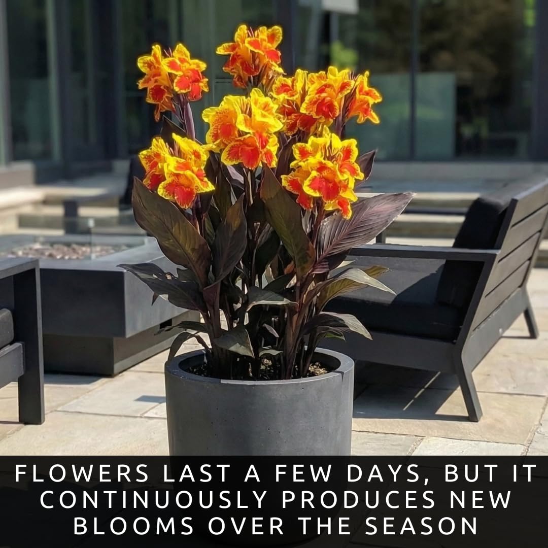 Louis Cottin Canna Lily Premium Bulbs – Bright Yellow Blooms with Red Accents – Compact 3–4 Ft Tropical Summer Flowers for Garden & Containers (3 Bulbs)