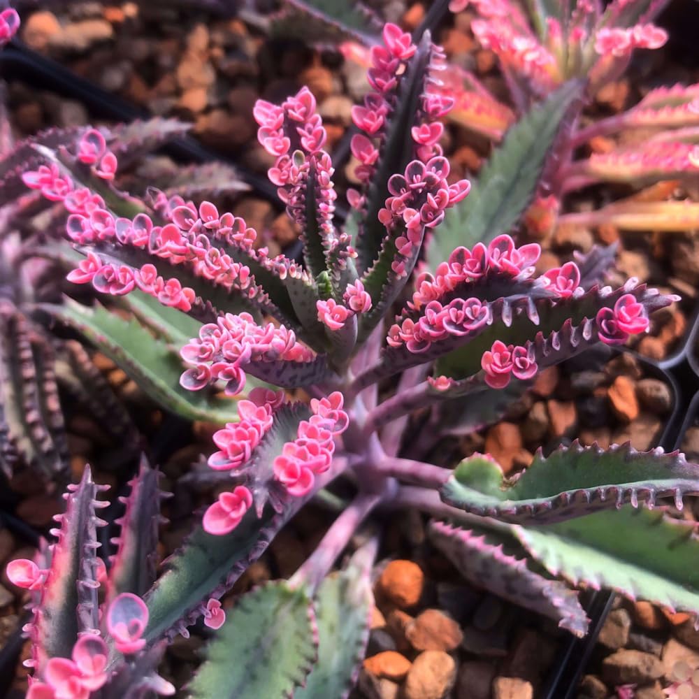 2 Kalanchoe Pink Butterfly Plants Live Indoor Outdoor 2 Inch Pot, Pink Kalanchoe Succulent Mother of Thousands Plant Live