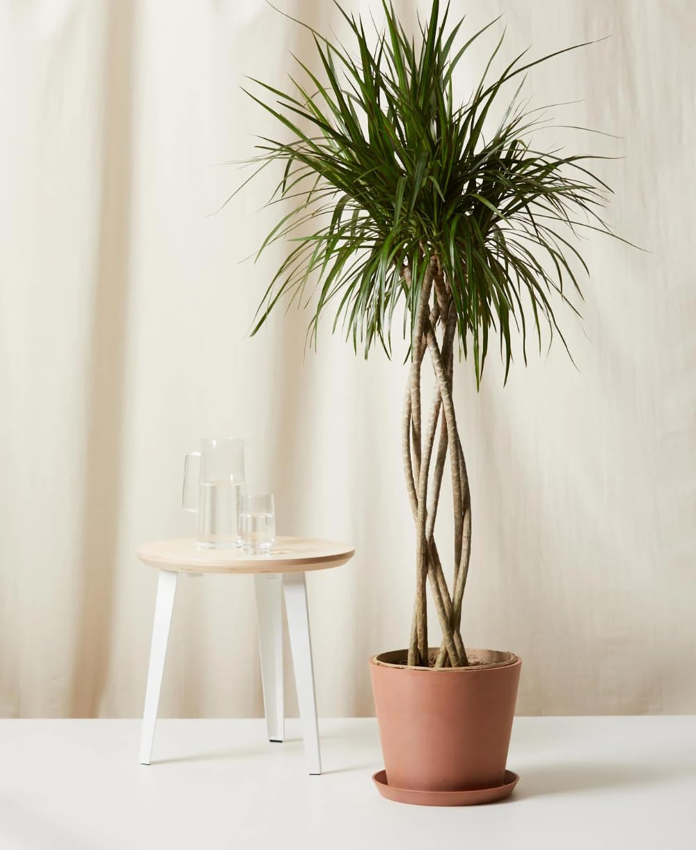 RedCrocus - RedCrocus Dragon Tree Dracaena marginata - Indoor & Outdoor Living Plant, Low Maintenance, Stylish Foliage, Pet Safety Warning 10" Pot