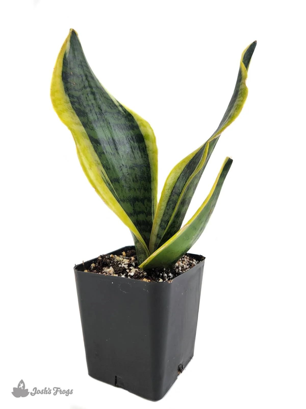 Josh's Frogs Sansevieria spp. 'Snake Plant' - Grower's Choice (2" Pot)