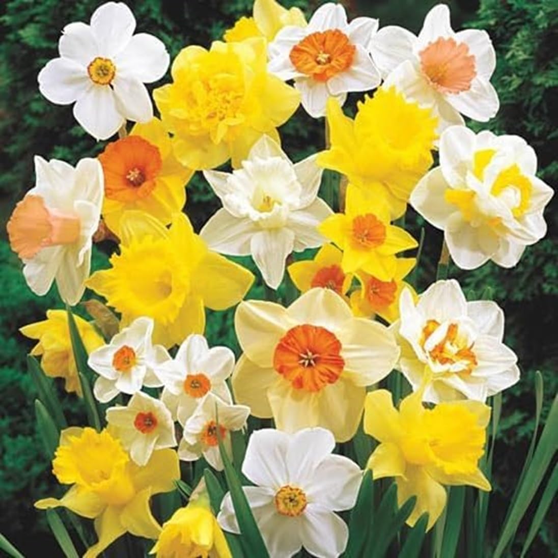 Large Flowering Mix Daffodil Bulbs for Planting, Stunning Perennial Flower Bulbs, Borders, Garden, Landscaping, Bulb Size 12/14 cm, Large Flowering Daffs (25 Bulbs)