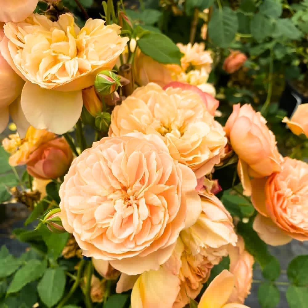 Fragrant Rose Plant Live in Pot, Reblooming Roses Bush for Outdoor Garden (Apricot Rose)