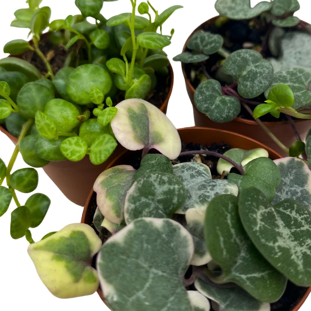BubbleBlooms Succulent Strings Set of 3 in 2 inch pots Grower's Choice May Include Variegated String of Hearts, Turtles, Pearls, Dolphins, Frogs, or Needles