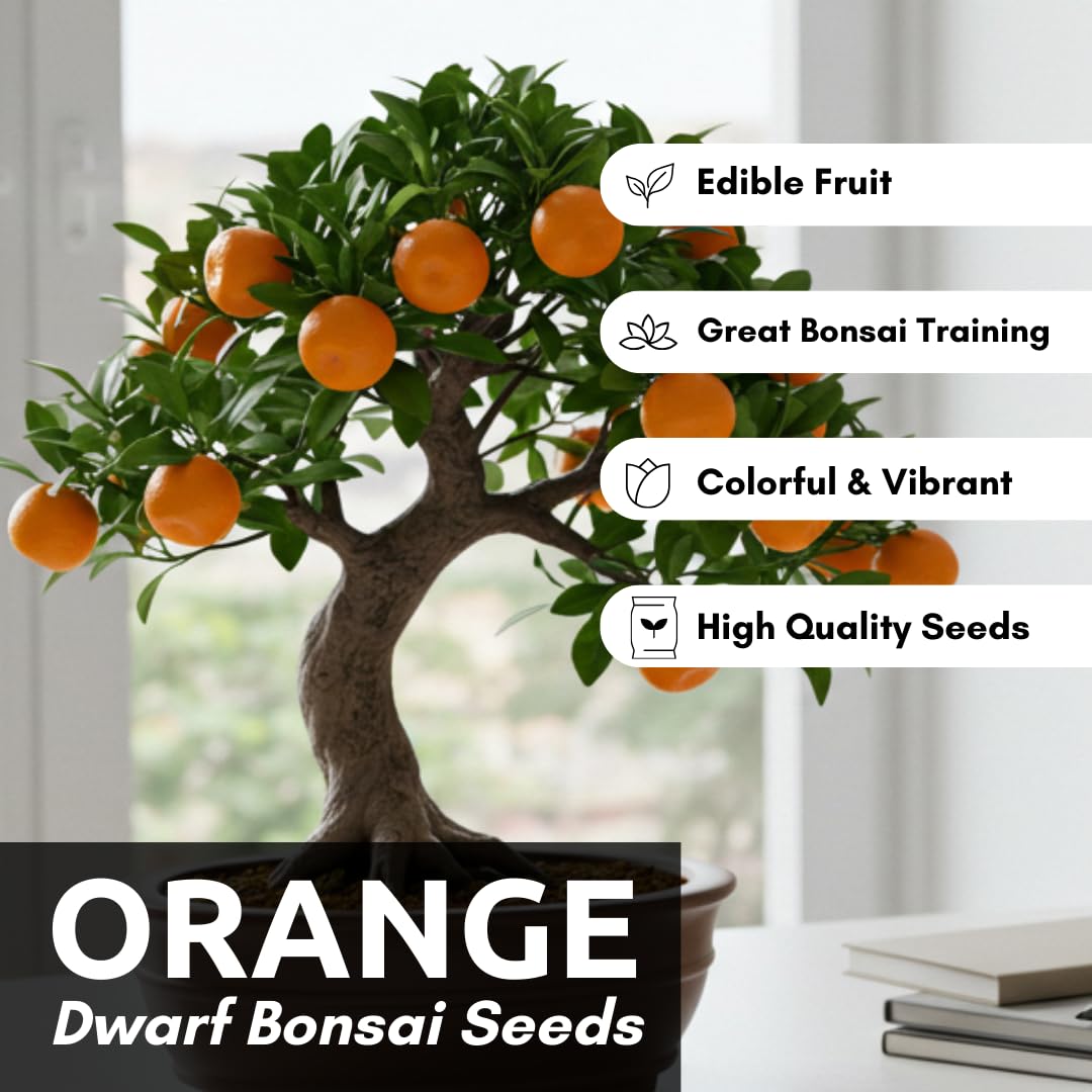 Dwarf Orange Seeds for Planting – 10 Hardy Orange Seeds – Grow Compact, Fruit-Bearing Trees or Bonsai