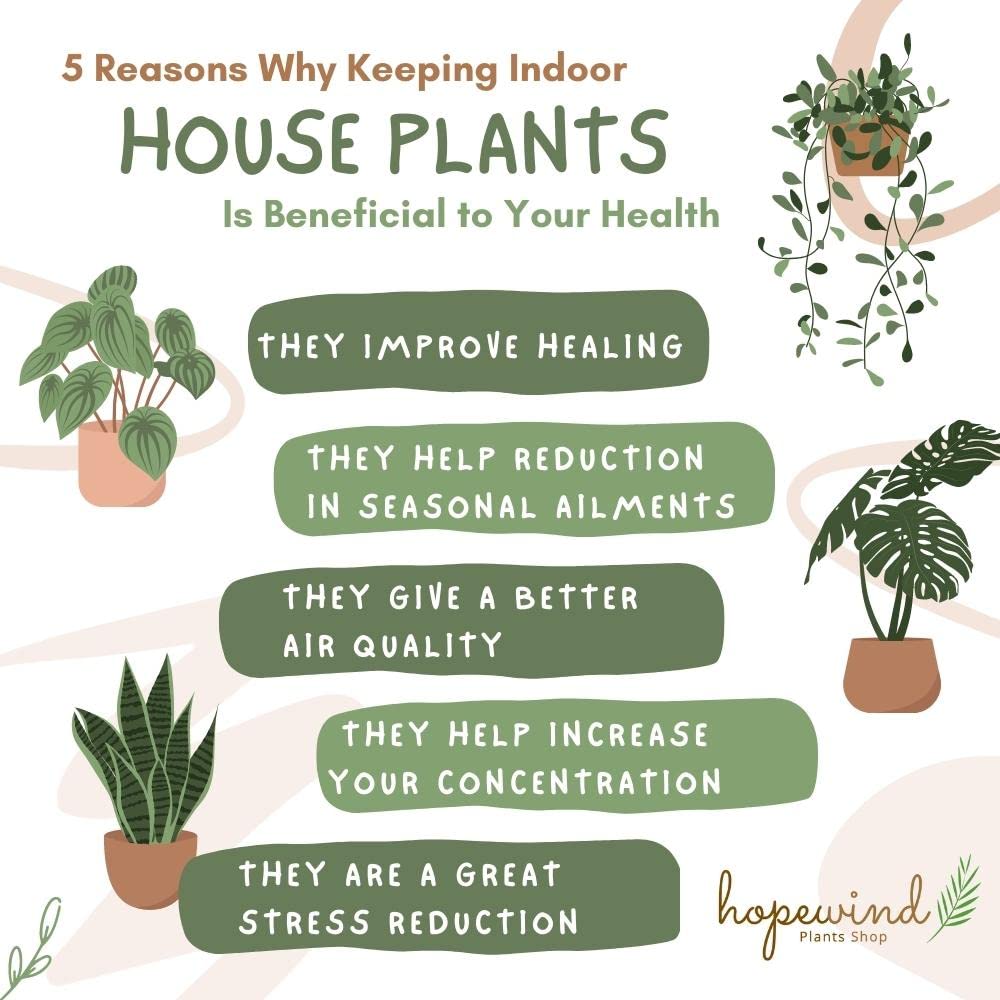Hopewind Plnats Shop - Philodendron Live Plant, Air Purifying, Easy Care, Easy to Grow, Rare Variety, Live Indoor Plant, 4 inch Pot (Philodendron Pink Princess)
