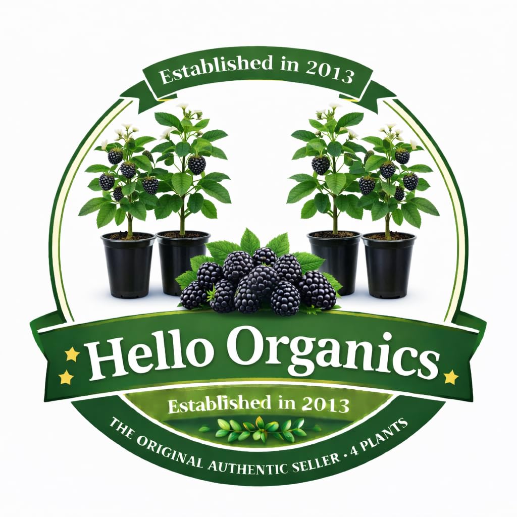 BlackBerry Plants Natchez Price Includes Four (4) Plants