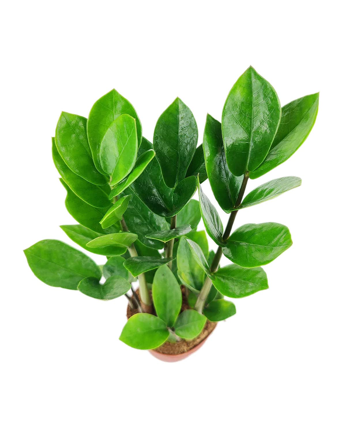ZZ Plant (6" Grower Pot) - Low Light and Healthy Houseplant - Easy to Care, Easy to Grow Plants for Beginners - Live Healthy Houseplant for Home Office Decoration - Air-Purifying Indoor Plant