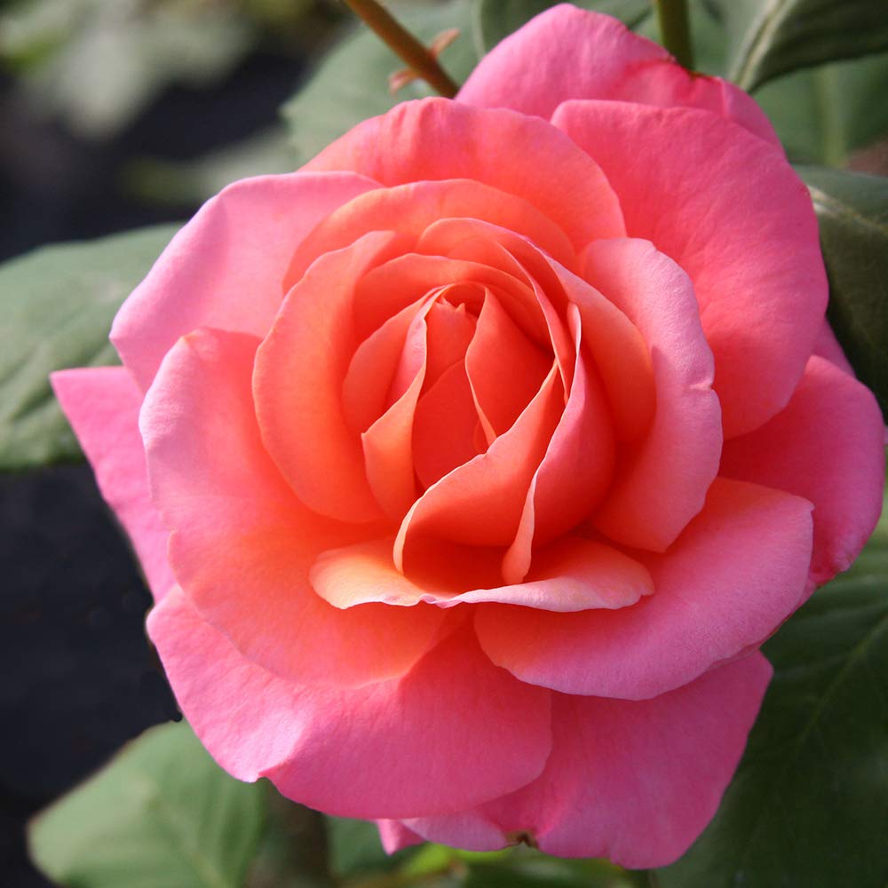 Heirloom Roses Rose Plant - Fragrant Hour Multi Rose Bush, Hybrid Tea Live Plant for Planting Outdoors