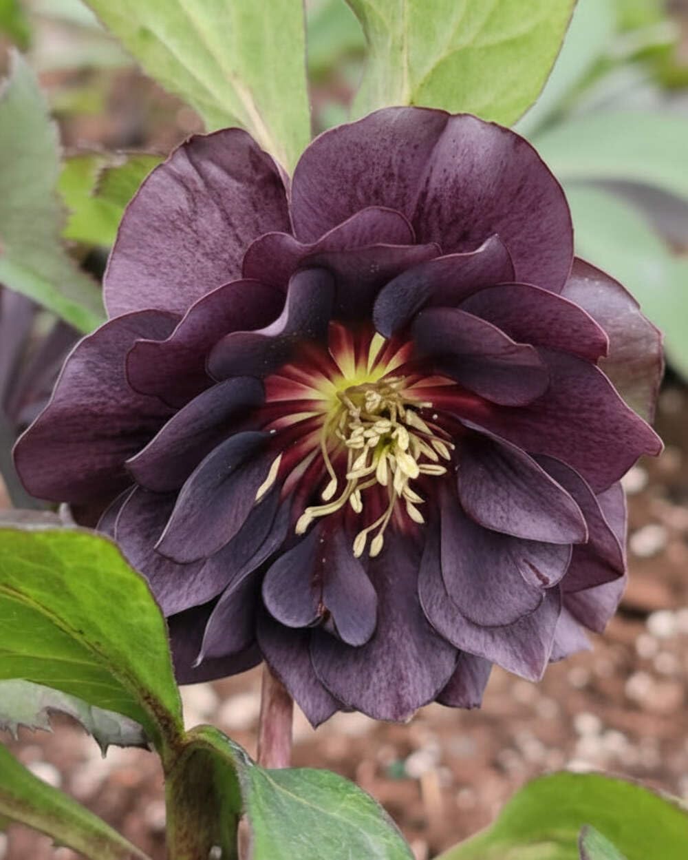 Perennial Farm Marketplace Helleborus x Winter Jewels 'Onyx Odyssey' (Lenten Rose) Perennial, 1 Quart, Near Black Flowers
