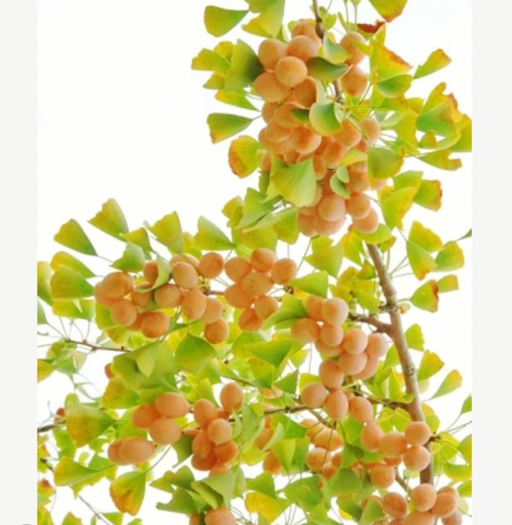 25 Ginkgo Biloba Seeds,Rare Ginkgo Unique Leaves Bright Yellow Maidenhair Tree Seeds