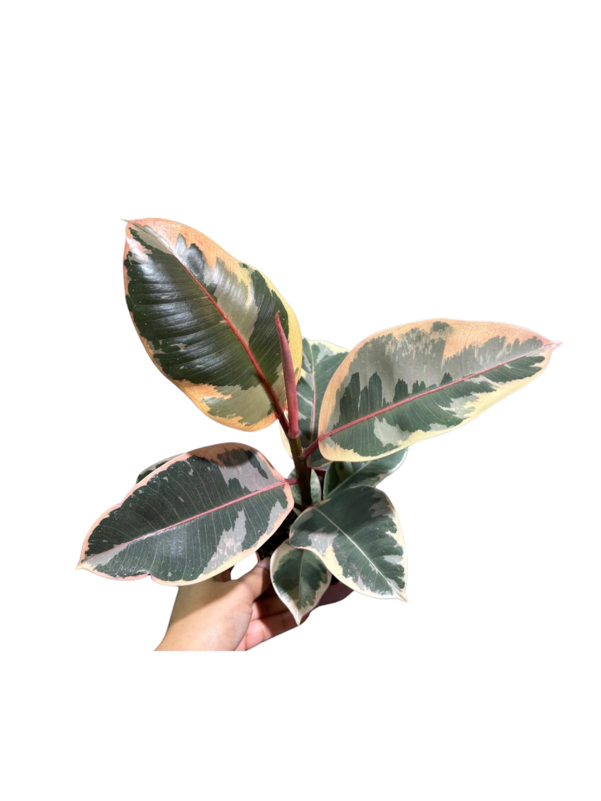 Variegated Ficus Elastica Tineke Rubber Plant in 4 inch Pot, Air Purifier Live Plant, Tropical Easy Care Houseplant, Office Gift Plant, Low Light Indoor Plant