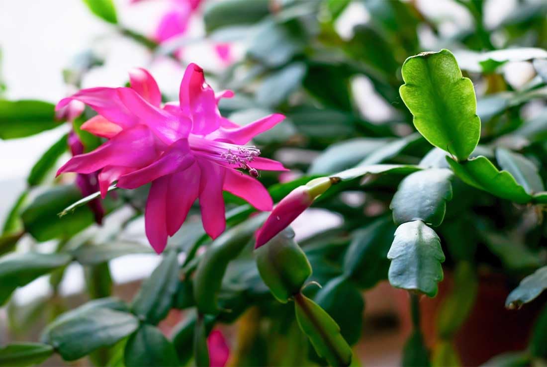 American Plant Exchange Live Christmas Cactus 2-Pack – 4-Inch Pot Cover – Easy Care Flowering Succulents with Festive Blooms for Holiday Home Décor, Kitchens, Offices & Indoor Winter Displays