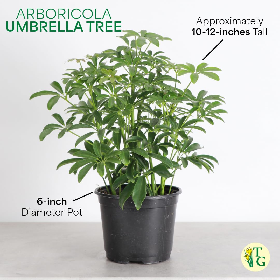 Thorsen's Greenhouse Live Arboricola Umbrella Tree Plant, Schefflera Arboricola, Natural Air Purifier, Easy to Grow, Live Indoor Houseplant, 6-inch Diameter (Sage (6" Pot))
