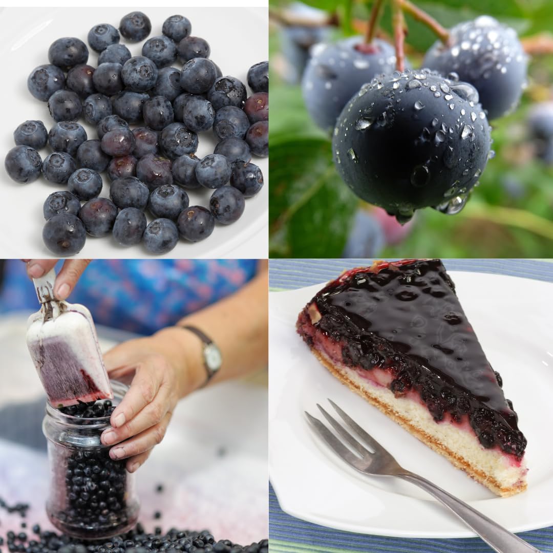 Sets 2 Black Huckleberry Bushes Tree Live Plant in 3" Pot, from 4-6 Inches Tall, Sweet Huckleberries Well Rooted, Dormant, Blueberry Like Shrubs