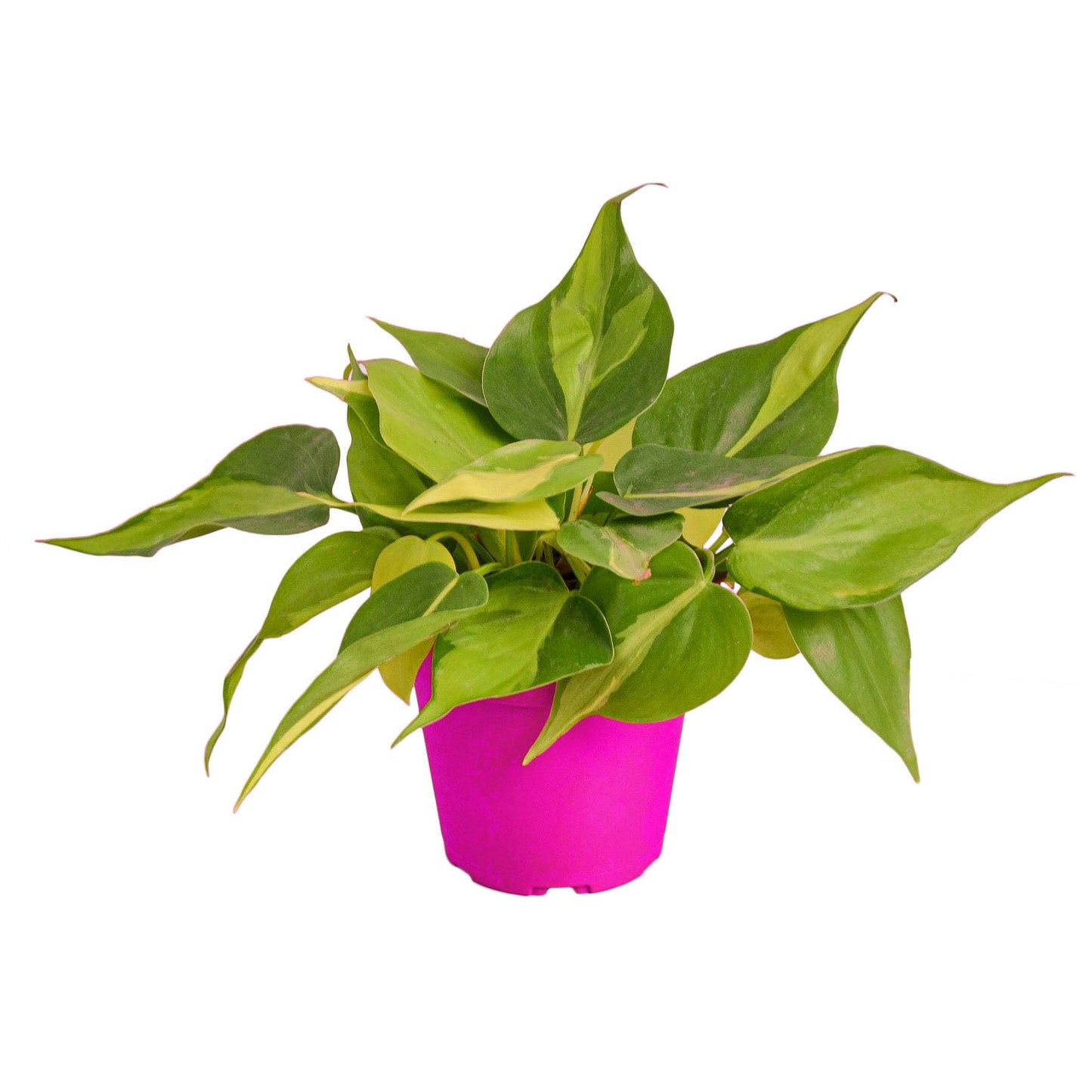 7 Pack Philodendron 'Brasil' in 3in Pot - Live Tropical Houseplant - Easy to Grow | Air Purifying | Variegated | USA Growers | The Snobby Leaf