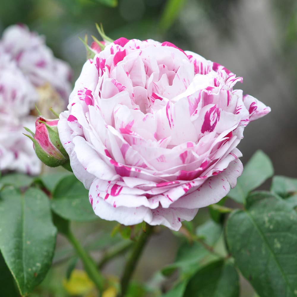 Heirloom Bourbon Roses, Live Own Root Plant for Outdoor Garden, Variegata di Bologna, Moderately Fragrant, Hardiness Zones: 5-9, Once Blooming