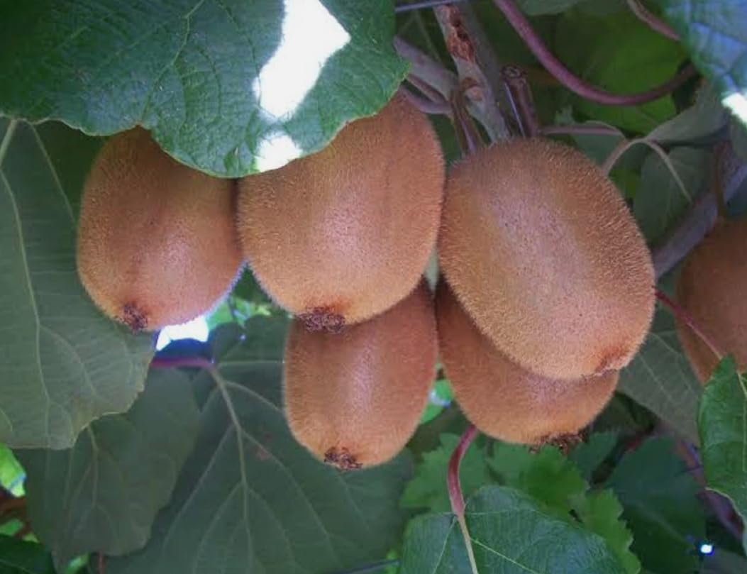 Cold Hardy Kiwi Tree Sweet Kiwis Plant 5-7 Inch Tall, Woody Deciduous Vines, Kiwi Vine