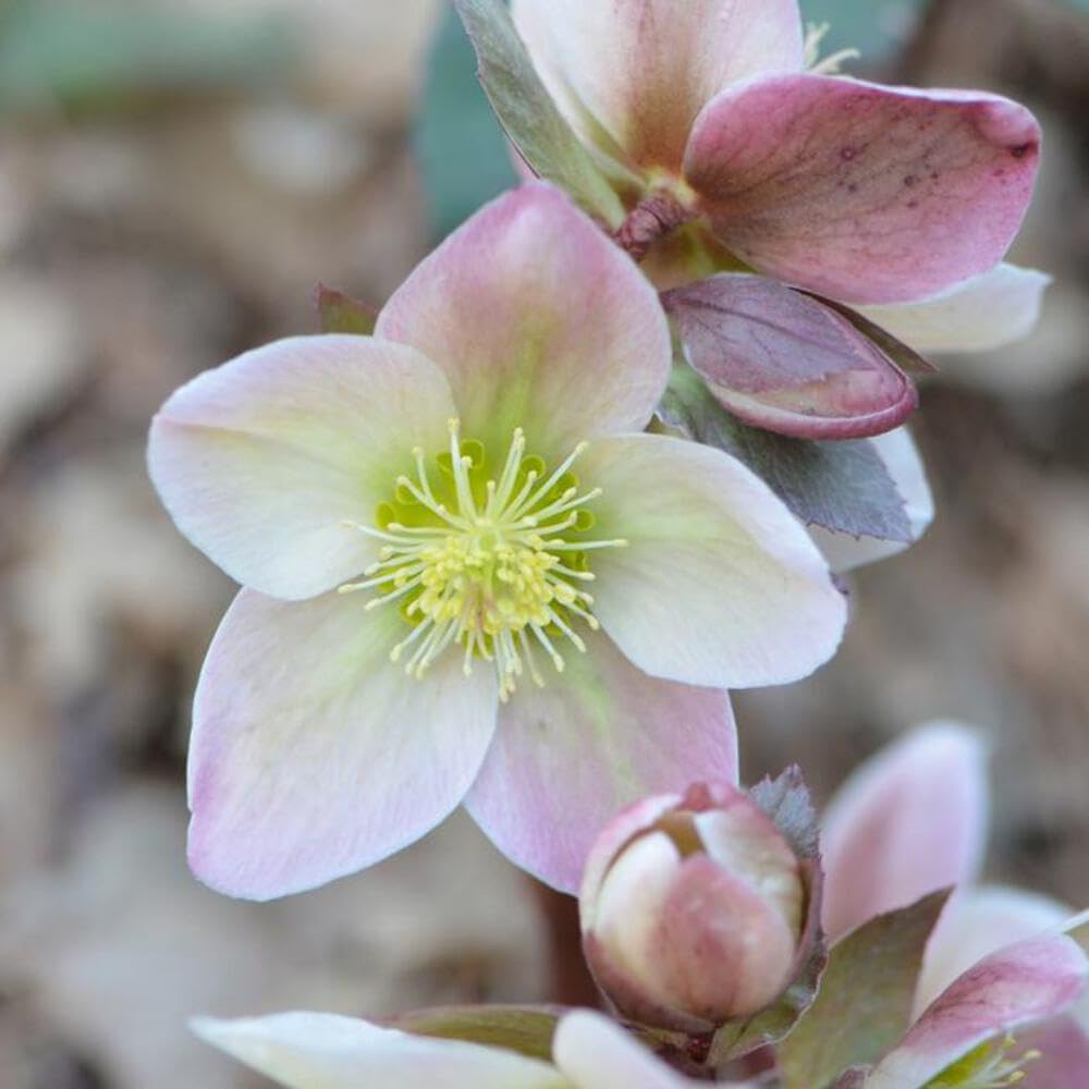 Perennial Farm Marketplace Helleborus ‘Ivory Prince’ (Lenten Rose) Live Perennial, Size-Quart, Ivory Late Winter to Spring Flowers with Evergreen Foliage