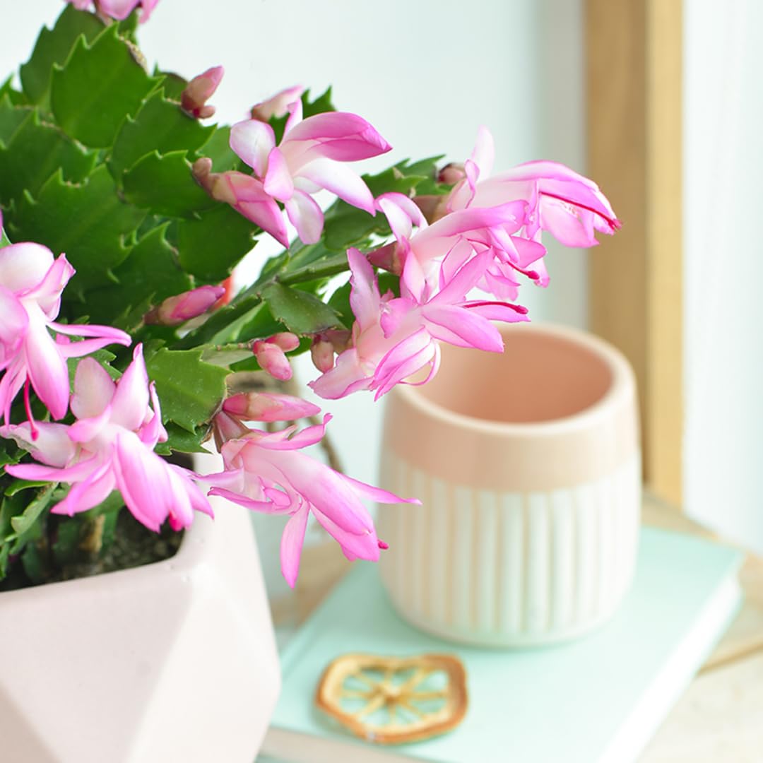 Christmas Thanksgiving Cactus Live Plant in 4 Inch Pot | Beautiful Christmas Cactus Plants | Easy-Care Indoor Houseplant | Perfect Holiday Gift for Plant Lovers | Random Color