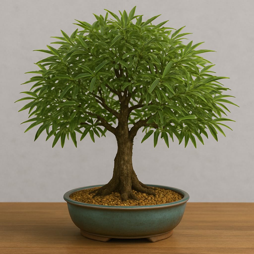 Willow Oak Tree Bonsai 1 Year Old Seedlings for Planting - Attractive and Hardy Trees (1 Seedling)