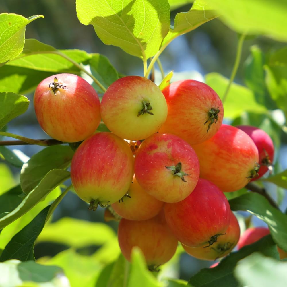 Crabapple Plant Live for Planting 6 to 10 Inch Tall, Crabapple Bush Live, Crab Apple Well Rooted Starter Plant
