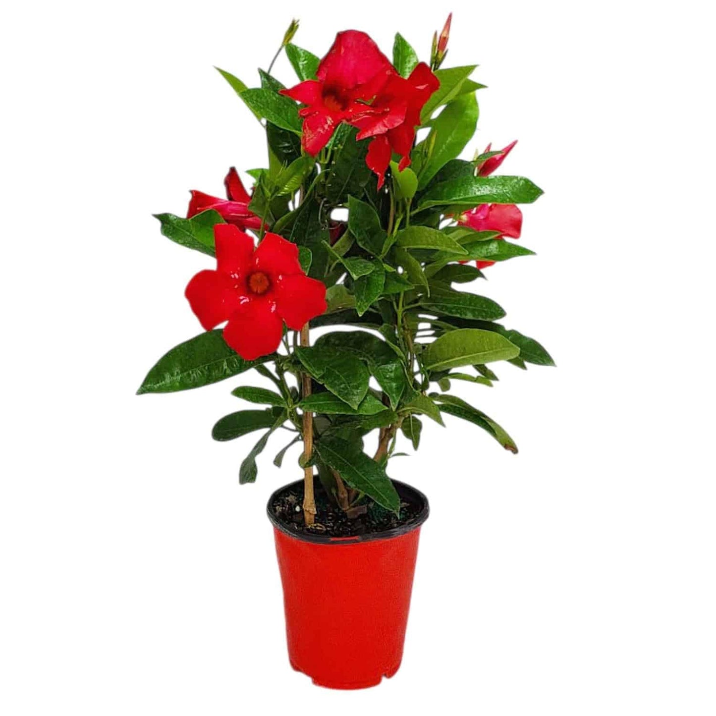 Mandevilla Live Flowering Plant - Red Mandevilla Plant Trellis - 18" Hoop, 18" to 20" Overall Height - 1 Gallon (Plant Only)