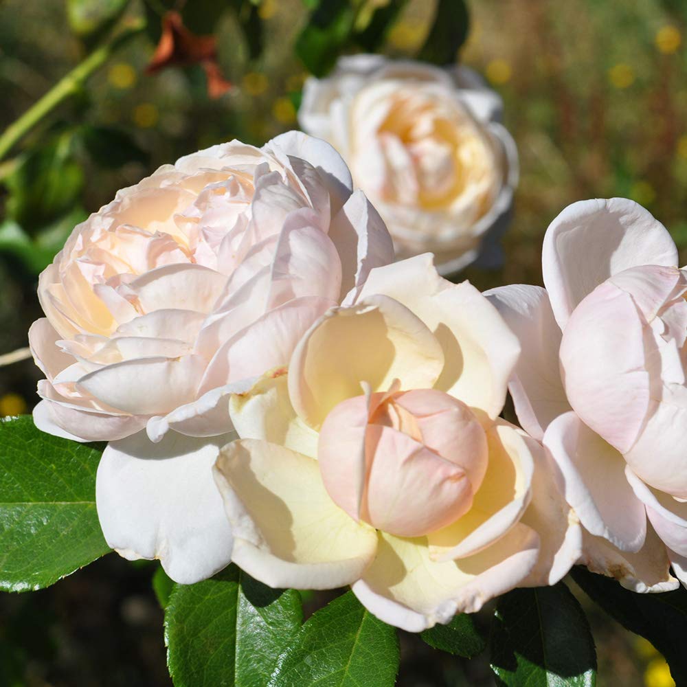 Heirloom Climbing Roses, Live Own Root Plant for Outdoor Garden, Cloud 10™, Moderately Fragrant, Hardiness Zones 5-10, Continual Blooming