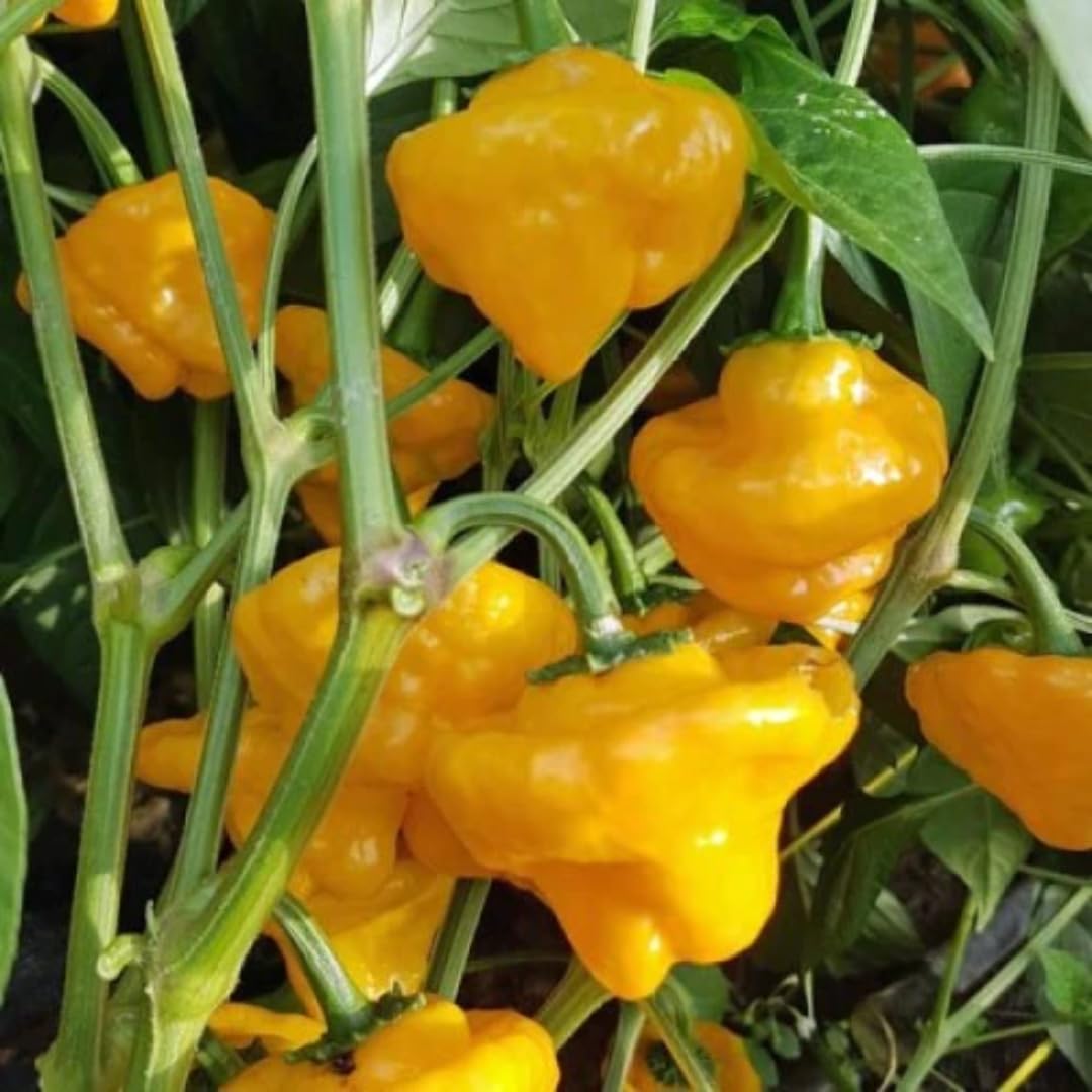 Live Yellow Scotch Bonnet Pepper Plant in 4 Inch Pot, 4–7 Inch Tall Seedling, Jamaican Hot Pepper Plant for Garden or Container Growing