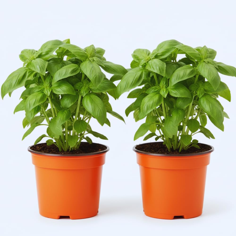 4 Basil Plants, Sweet Basil Plants Live for Indoors, Herb Plant Live, 4 to 6 Inches