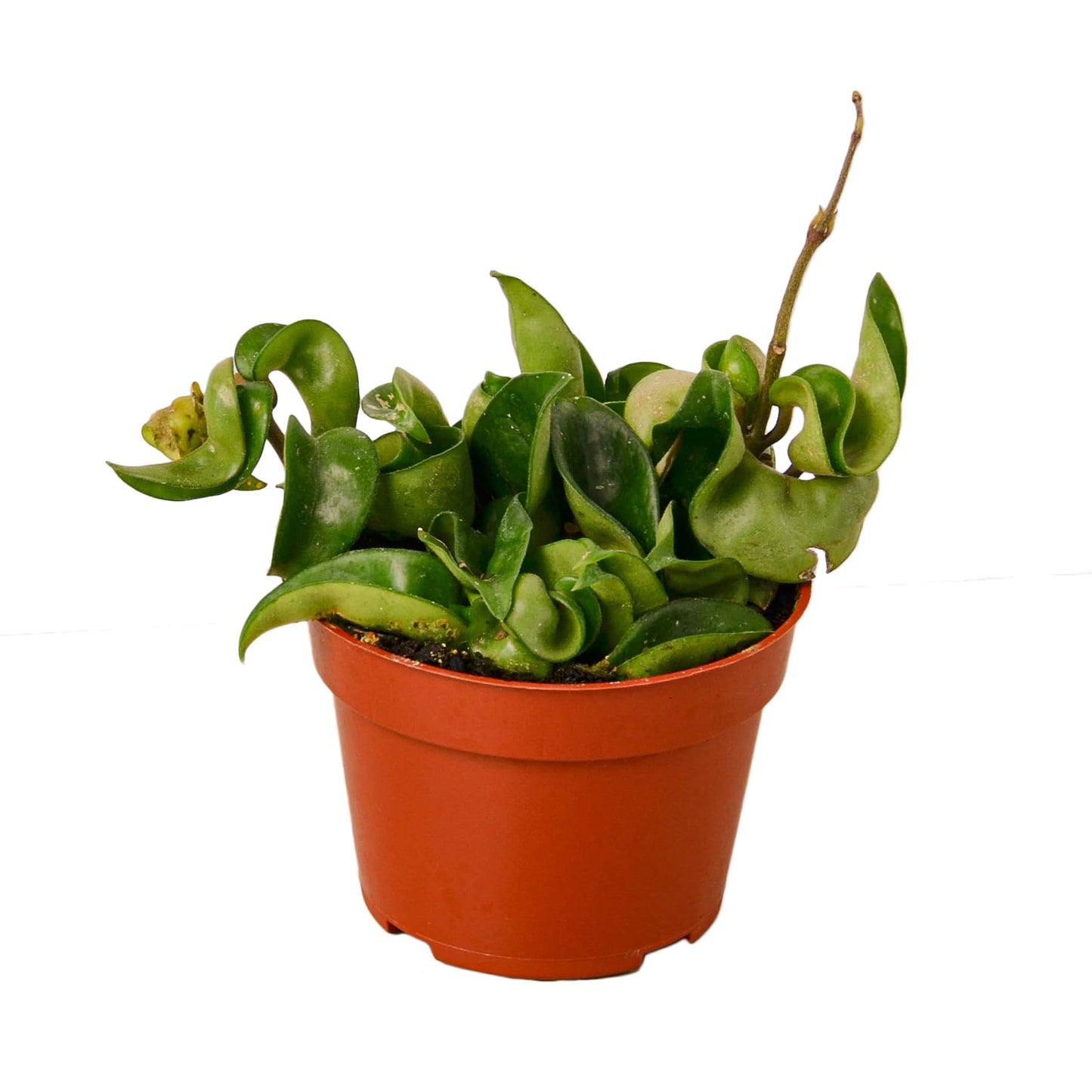 Hoya Plants 4 Live Houseplants in 4" Pots - Variety Assortment 4 Pack Hoya Plants - Pet Friendly Plants - Air Purifying Plants - CA Seller (Pack of 4 Hoya Plants)
