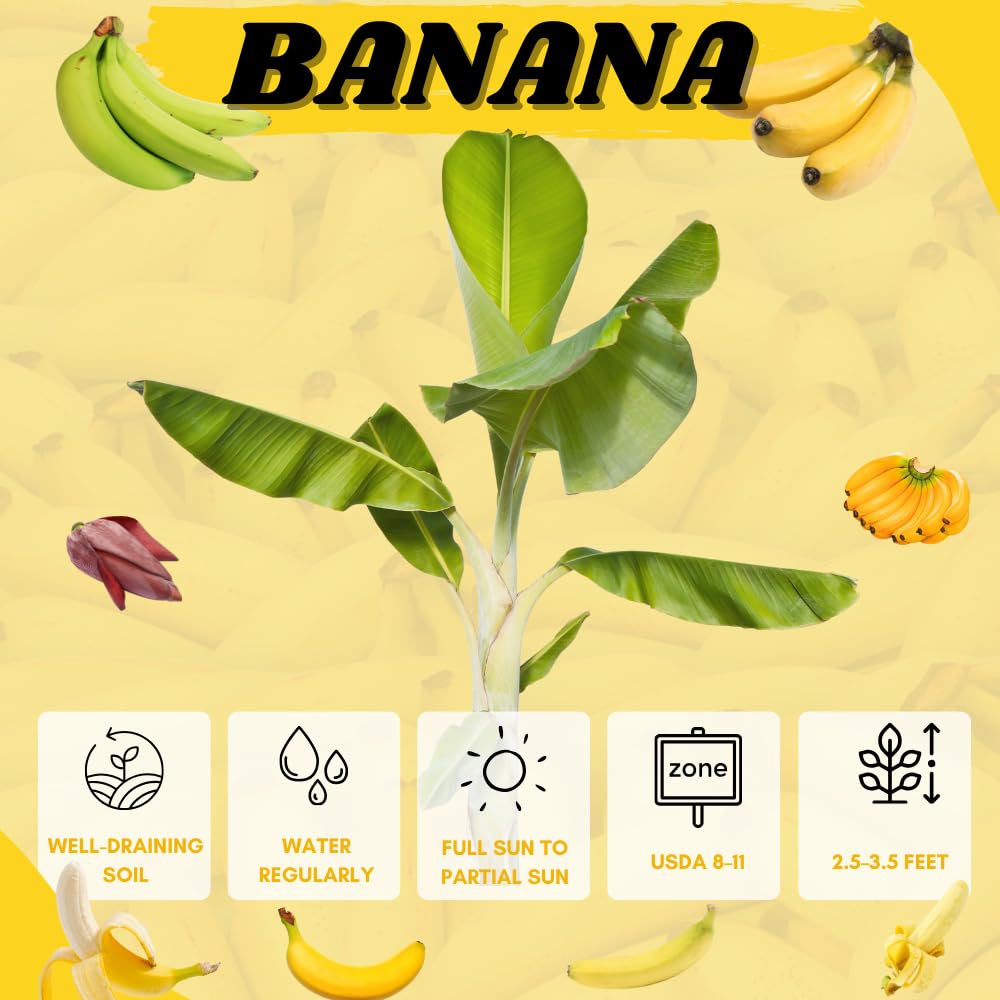 Banana Tree Live Plant, Banana Plant Live, Cold Hardy, Well-Rooted, Sweet Fruit, 4-6 Inches Tall for Outdoor Planting (Grand Nain Banana)