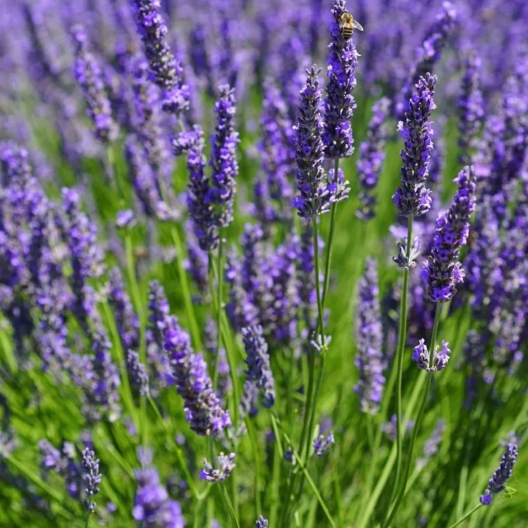 Live Phenomenal Lavender Plant, Fragrant Lavandula Plant, 8-10 Inches Tall in Quart Pot, Ready for Indoor or Outdoor Growing