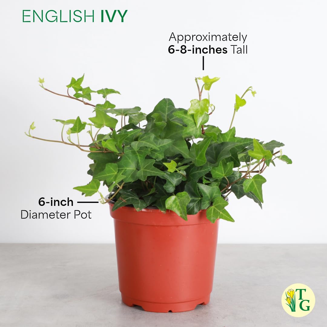 Thorsen's Greenhouse Live Green English Ivy Plant, Hedera Helix, Natural Air Purifier, Easy to Grow, Live Indoor Houseplant, (Sage - 6" Pot)