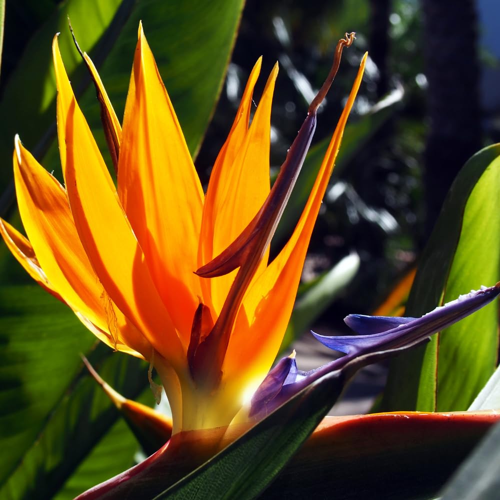 Orange Bird of Paradise Live Plant, Size 5-12” Tall, Strelitzia Reginae Houseplant Indoor Outdoor Tropical Plant