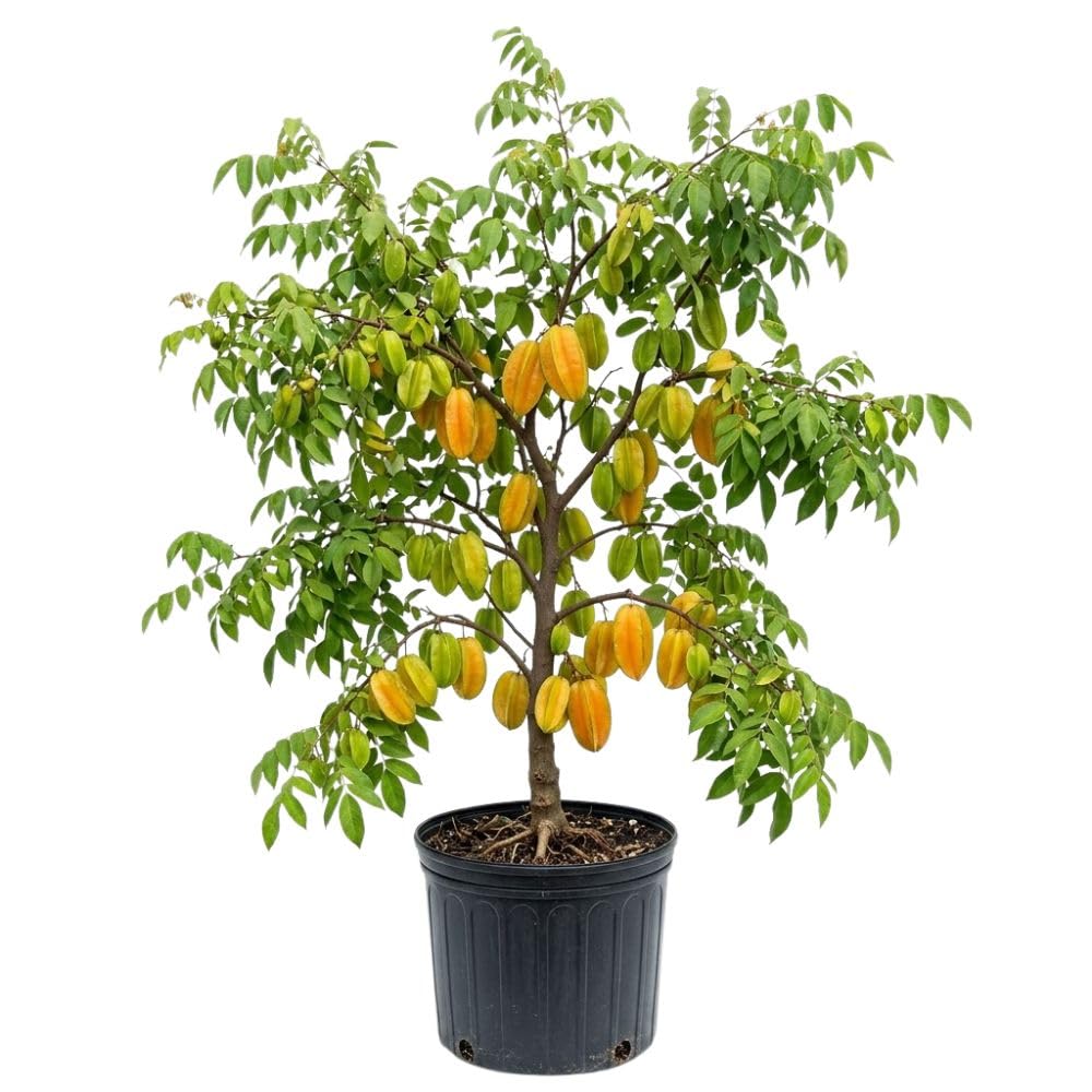 Grafted Starfruit Tree Live 3 Gallon Pot, Tropical Starfruit Fruit Plant 2-3ft Tall, Sweet Star-Shaped Fruit Tree for Planting, No Ship to CA