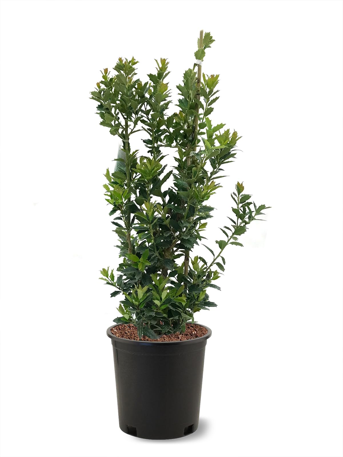 Oak Leaf Holly, Emerald Green Foliage, Medium Growth Rate, Evergreen, 1-2 ft. Height, 3 gal Nursery Pot