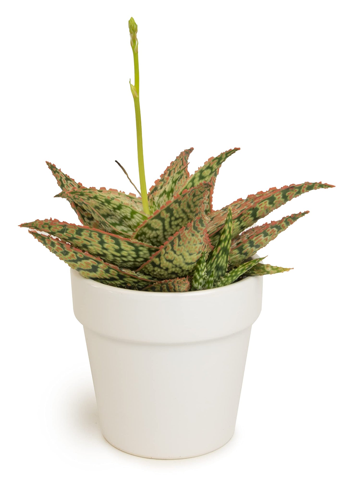 Live Aloe Plant Succulents, Star Aloe Plants Live with White Planter, Succulents Plants Live in Potting Soil Mix, Potted Succulents Live Plants, Cactus Plants Live Succulent Plants by Plants for Pets