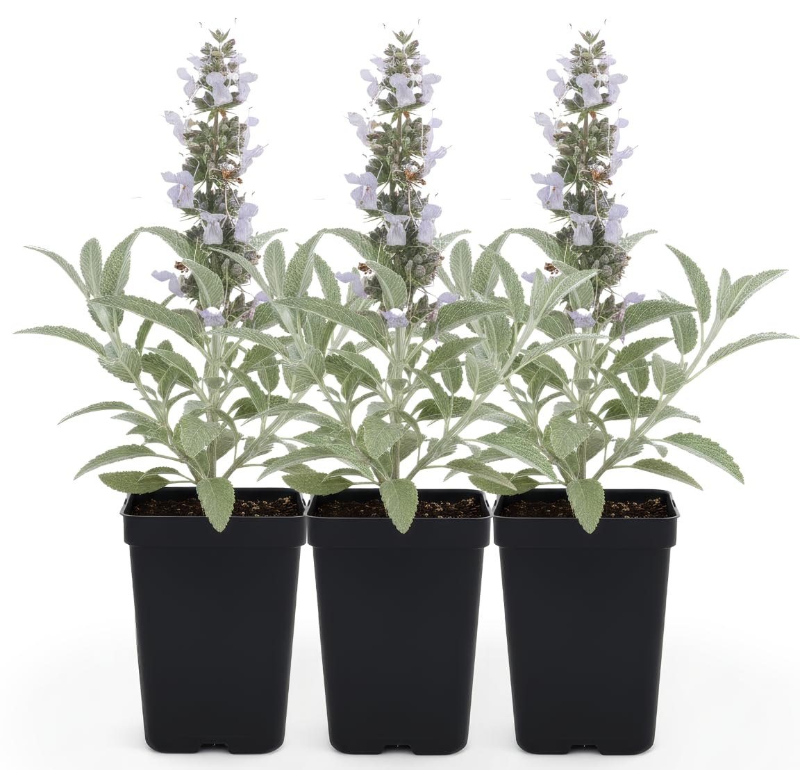 White Sage 3 Live Plants (Salvia apiana) – Sacred California Native Bee Sage Shrub for Outdoor Gardens, Fragrant Silver Leaves, Drought Tolerant Pollinator Friendly Landscaping