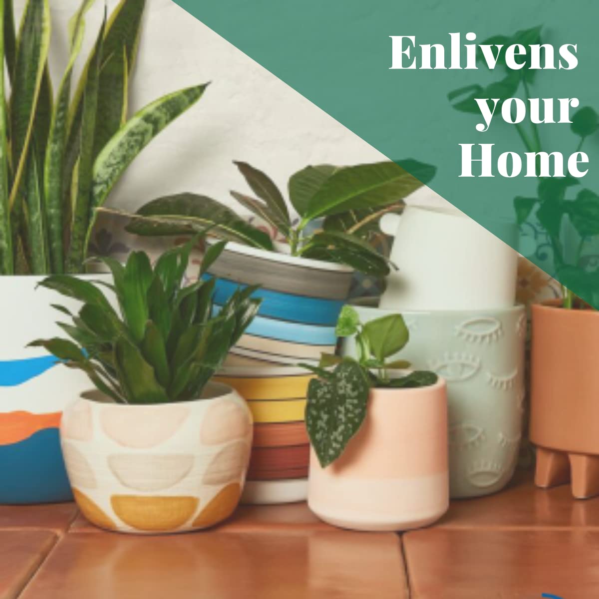 HOUSE PLANT SHOP | Tillandsia Air Plant 'Bulbosa'| Live Indoor Plant | Easy to Care | Natural Décor Plant | Great Gifts| Free Care Guide