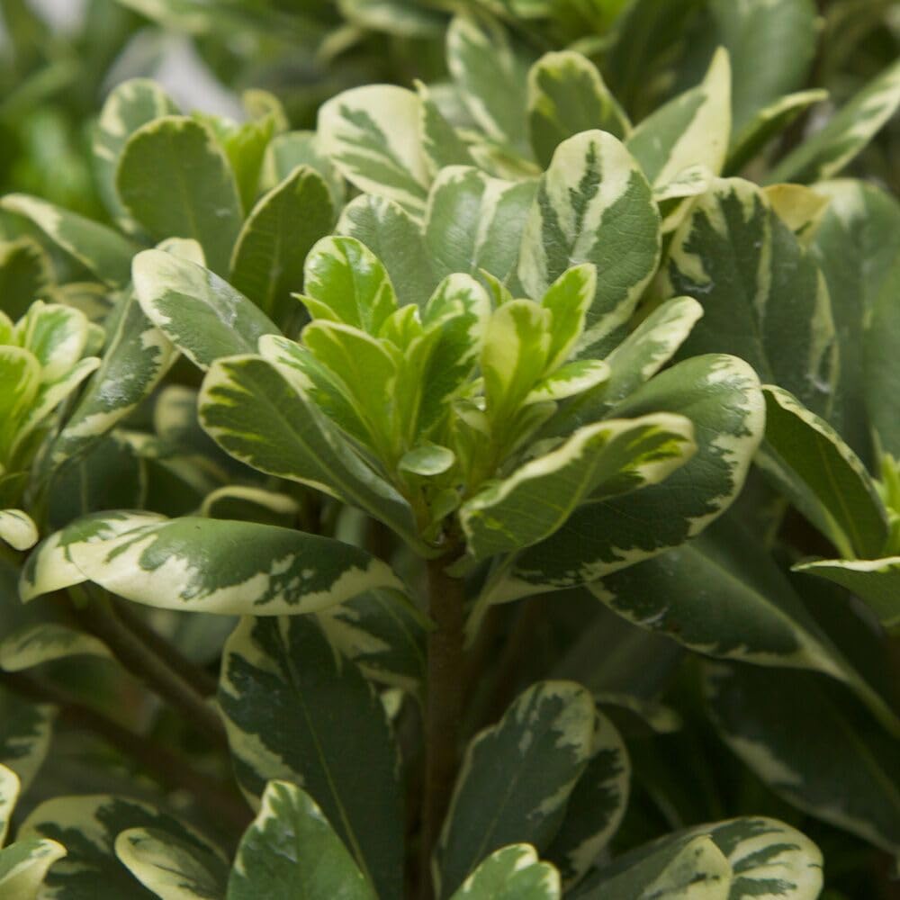 Variegated Pittosporum 'Japanese Mock Orange' (2.5 Gallon) Evergreen Shrub with Green and Cream-White Foliage - Part Sun Live Outdoor Plant